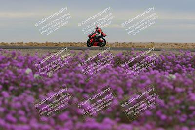 media/Jan-14-2023-SoCal Trackdays (Sat) [[497694156f]]/Turn 14 Exit Bloomig (145pm)/
